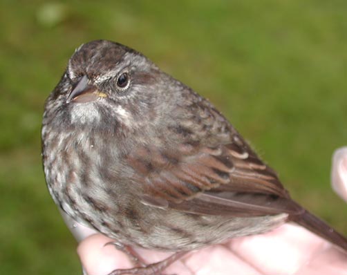 Sparrow (24106 bytes)