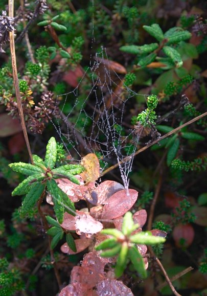 Dew on a Spiderweb (66784 bytes)