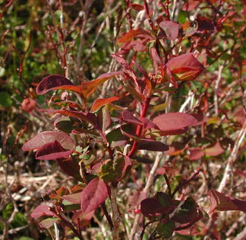 Red Leaves on Blueberry Plants (58583 bytes)