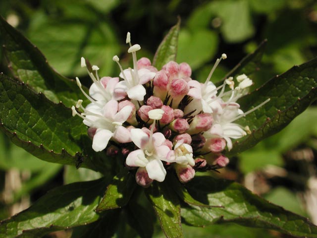 Sitka Valerian Flowers --(Valeriana sitchensis) (46428 bytes)