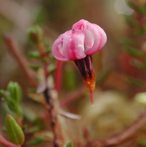 Bog Cranberry Flower --(Vaccinium oxycoccos) (18979 bytes)