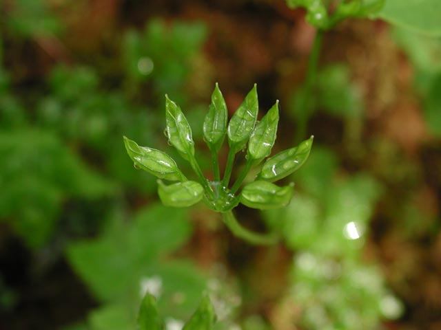 Fern-leaved Goldthread Seedpod --(Coptis asplenifolia) (26379 bytes)