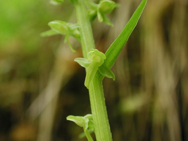 Orchid --(Platanthera sp.) (23508 bytes)