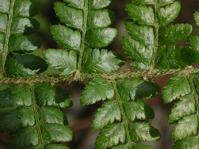 Prickly Shield Fern --(Polystichum braunii) (72318 bytes)