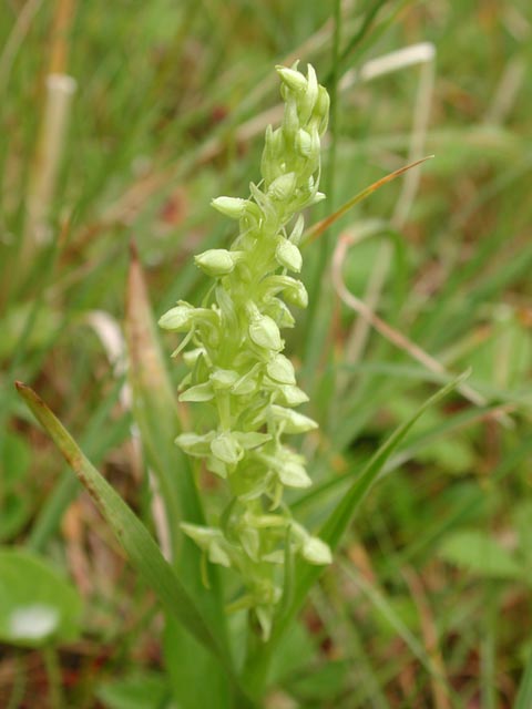 Another Unidentified Orchid --(Platanthera sp.) (34360 bytes)