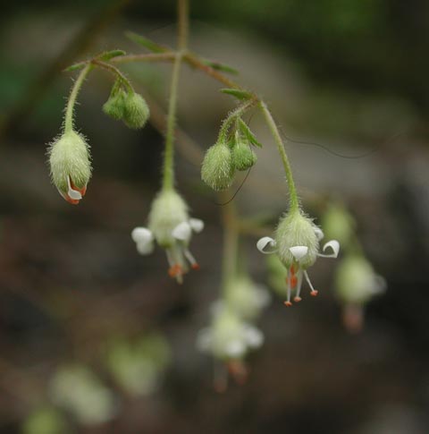 Smooth Alumroot Flowers Close Up --(Heuchera glabra) (17690 bytes)