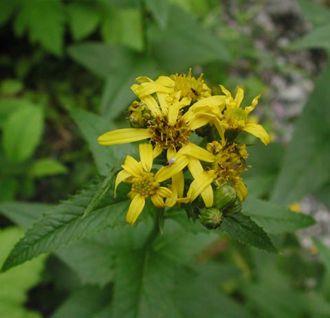 Arrow-leaved Groundsel Flowers --(Senecio triangularis) (28776 bytes)