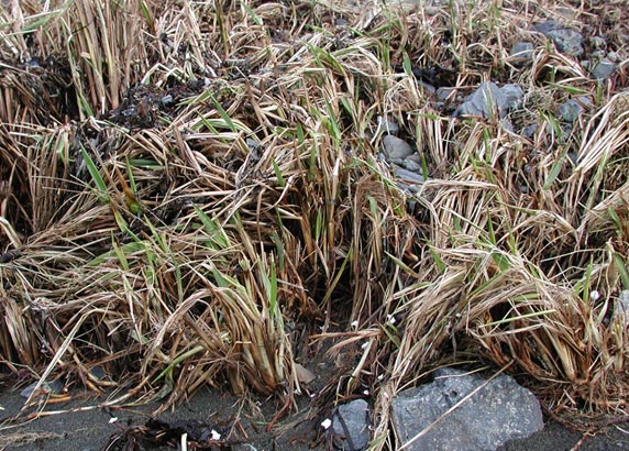 Sprouting Dune Grass --(Elymus mollis) (103991 bytes)