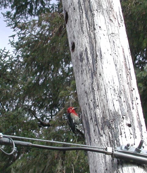 Red-Breasted Sapsucker -- (Sphyrapicus ruber) (69976 bytes)