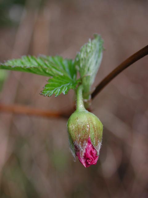 Salmonberry Flower (21782 bytes)