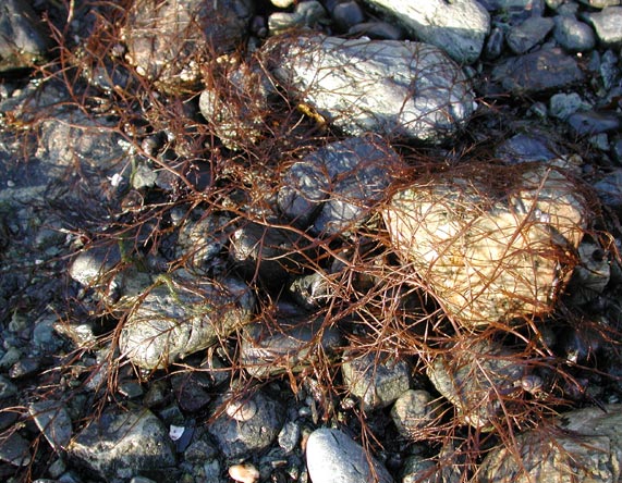 Skinny Seaweed (95624 bytes)