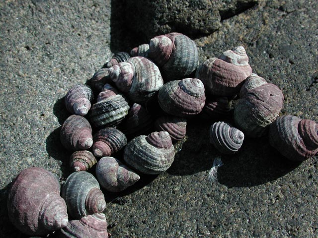 Periwinkles --(Littorina spp.) (83307 bytes)