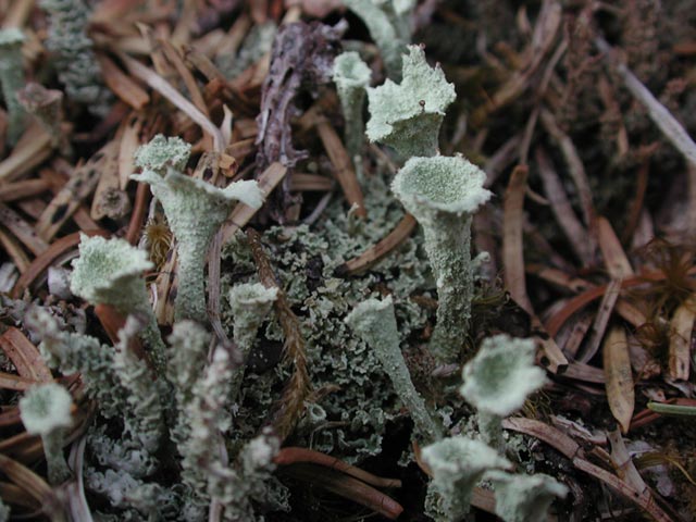 Pixie Cup Lichens --(Cladonia sp.) (61184 bytes)