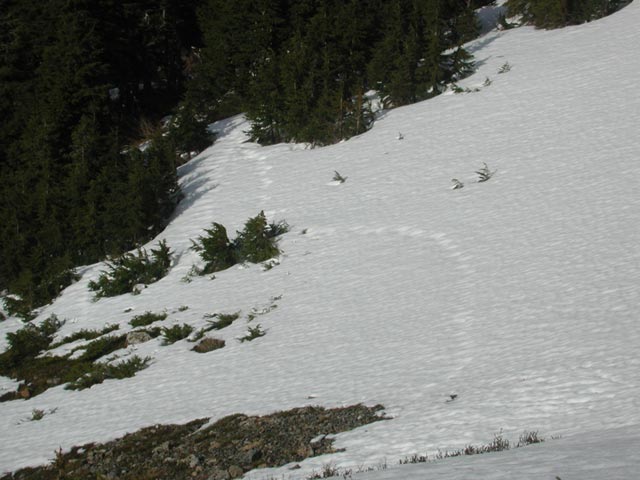 Tracks in the Snow (51604 bytes)