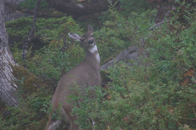 Sitka Blacktail Deer --(Odocoileus hemionus sitkensis) (65545 bytes)