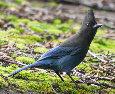 Steller's Jay --(Cyanocitta stelleri) (48056 bytes)