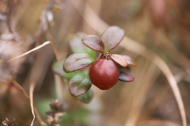 Lingonberry --(Vaccinium vitis-idaea) (35069 bytes)