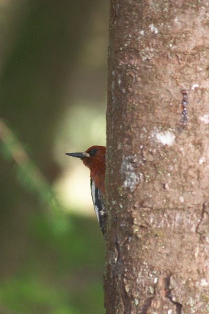 Red-Breasted Sapsucker --(Sphyrapicus ruber) (42936 bytes)