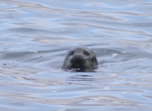 Harbor Seal --(Phoca vitulina) (50070 bytes)
