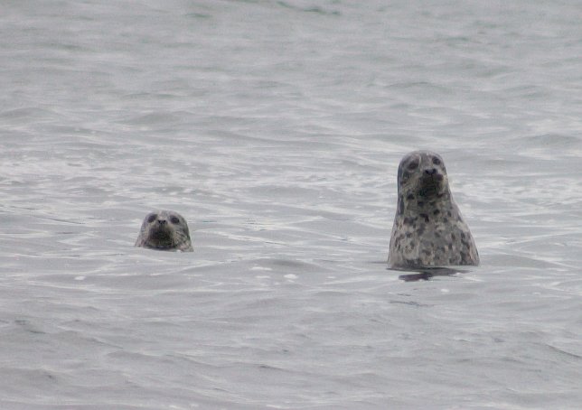 Harbor Seal --(Phoca vitulina) (46092 bytes)