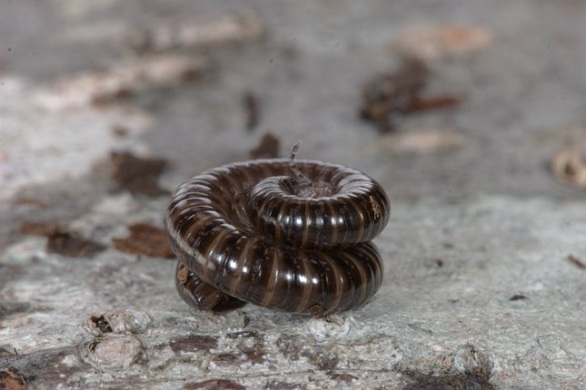 Millipede (side view) (51577 bytes)