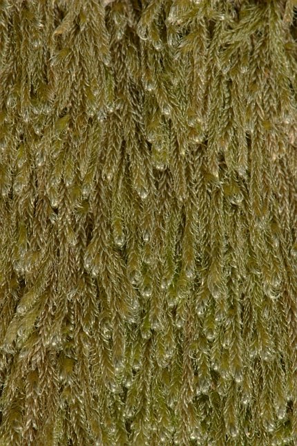 Hypnum moss --(Hypnum circinale) (114792 bytes)