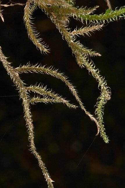Lanky Moss --(Rhytidiadelphus loreus) (60808 bytes)