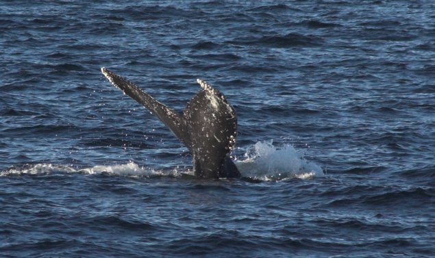 Diving Whale --(Megaptera novaeangliae) (69711 bytes)