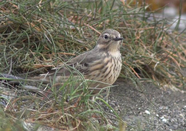 American Pipit --(Anthus rubescens) (83833 bytes)