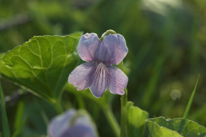 Violet --(Viola sp.) (39529 bytes)