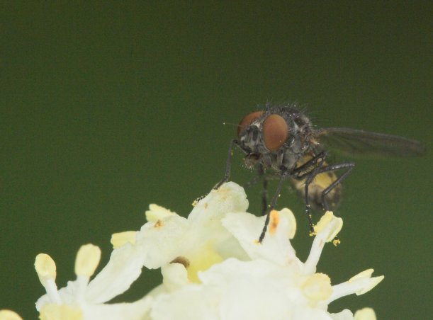 Fly on Elderberry Flowers (37107 bytes)