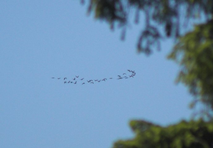 Flying Geese (33633 bytes)