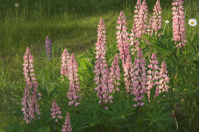 Lupine in the Yard (103618 bytes)