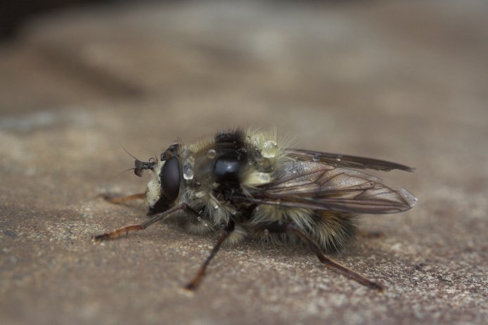 Bumblebee Fly (44169 bytes)