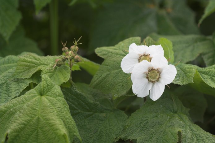 Thimbleberry Flowers --(Rubus parviflorus) (53480 bytes)