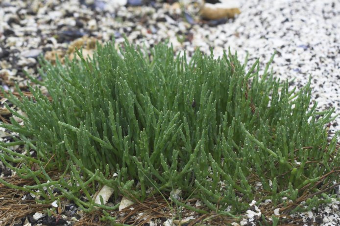 Sea Asparagus --(Salicornia virginica) (99430 bytes)