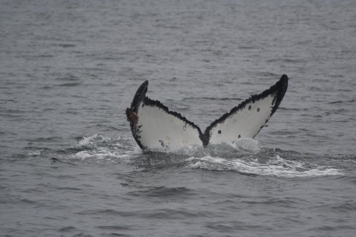Humpback Whale --(Megaptera novaeangliae) (54904 bytes)