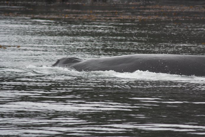 Humpback Whale --(Megaptera novaeangliae) (83833 bytes)