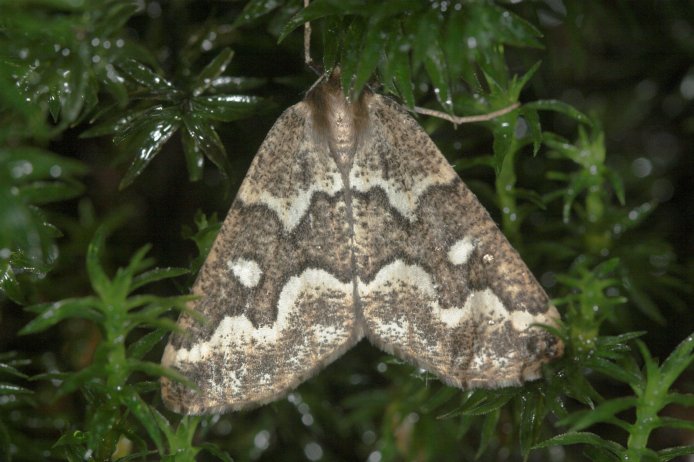 Moth in the Moss (71501 bytes)