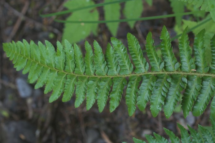 Shield-fern --(Polystichum setigerum) (58305 bytes)