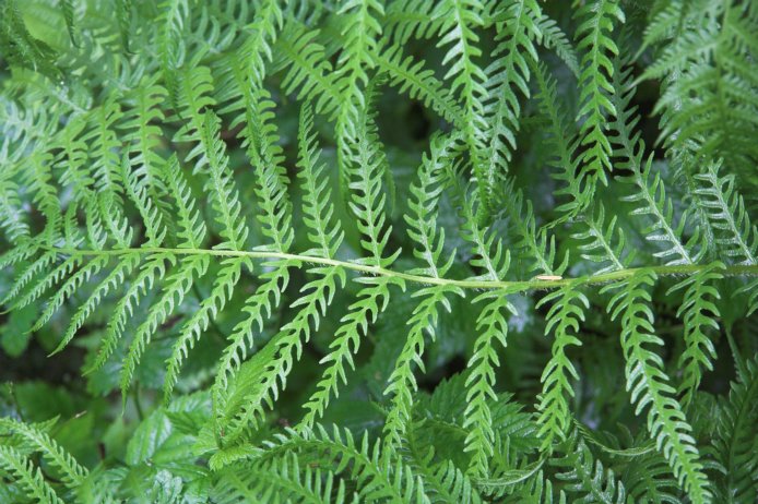 Mountain Wood-fern --(Thelypteris limbosperma) (106987 bytes)