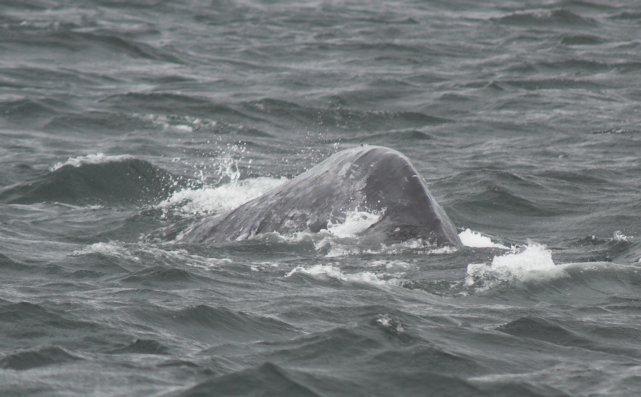 Gray Whale --(Eschrichtius robustus) (52932 bytes)