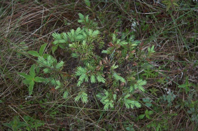 Common Mountain Juniper  --(Juniperus communis) (113417 bytes)