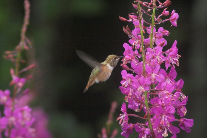 Hummingbird at Fireweed (56601 bytes)