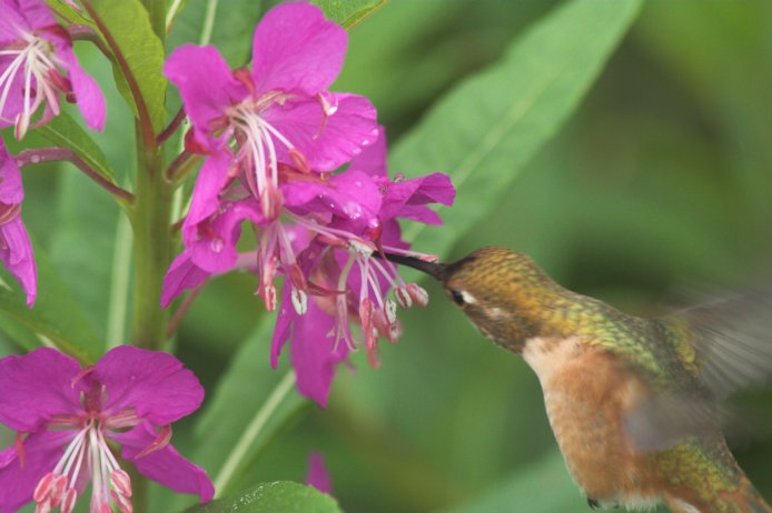 Hummingbird at Fireweed (51514 bytes)