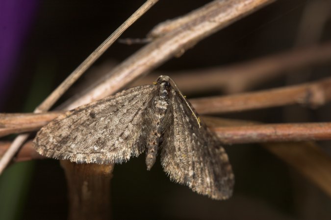 Moth (45971 bytes)