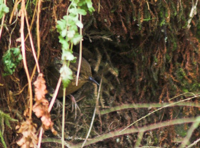 Winter Wren Nest --(Troglodytes troglodytes) (84045 bytes)