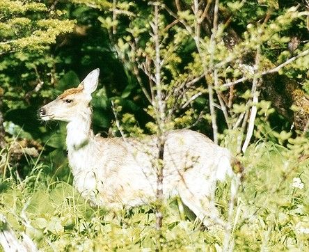 Sitka Blacktail Deer (60k)