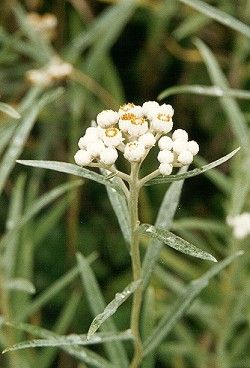 Pearly Everlasting (22k)