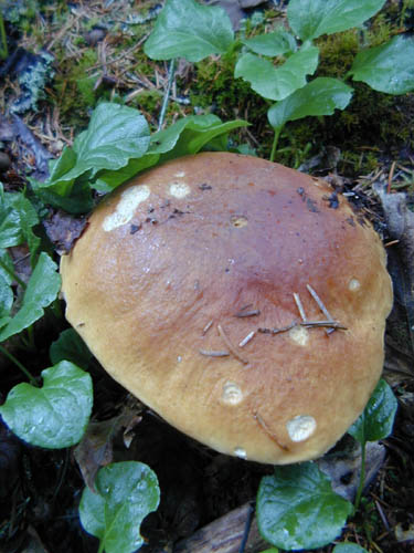 Pancake Mushroom (53169 bytes)